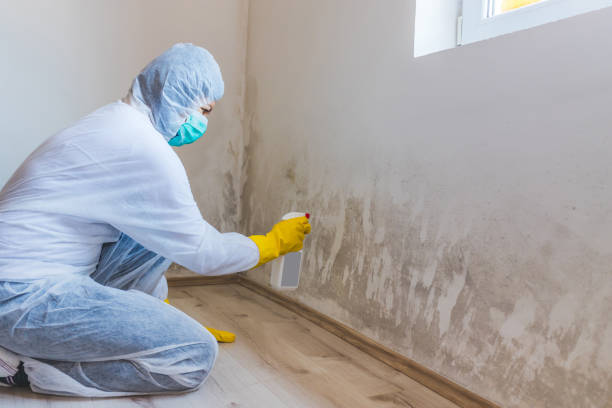 Licensed Mold Cleanup service in Glenmoore, PA - WQB Mold Removal